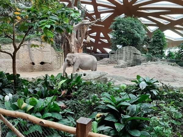 Highlight 128 Zoo Elefant